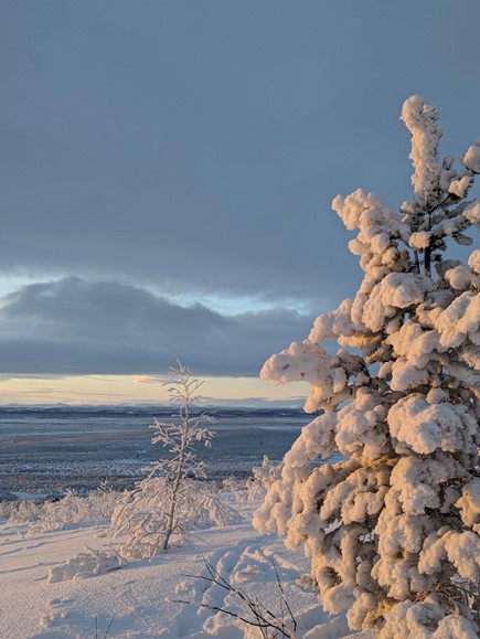 Snowy Landscape