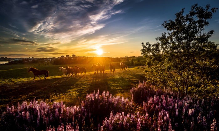 Horses In The Sun 1