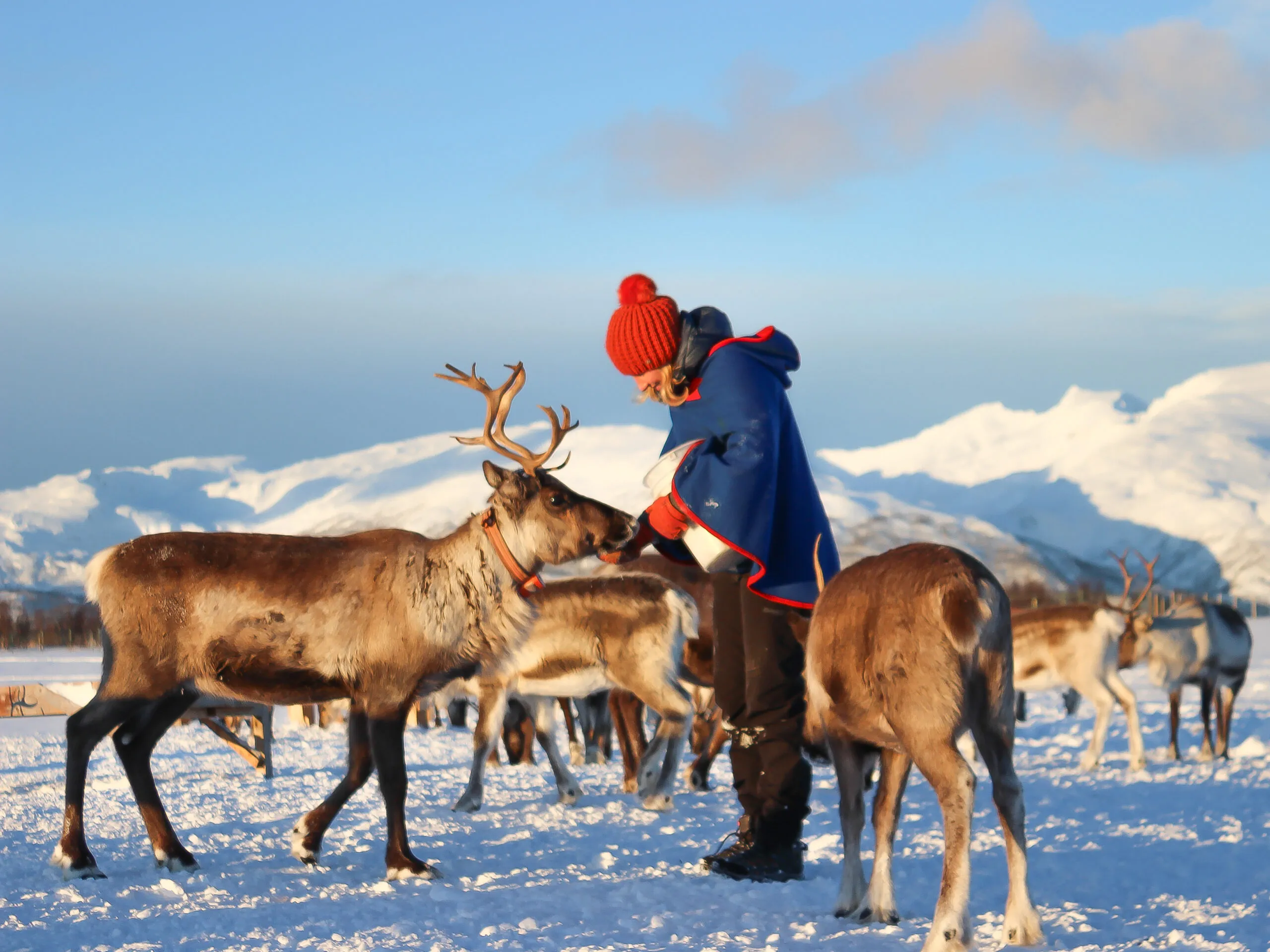 A man pets reindeer in Norway’s snowy wilderness, with majestic mountains in the background.