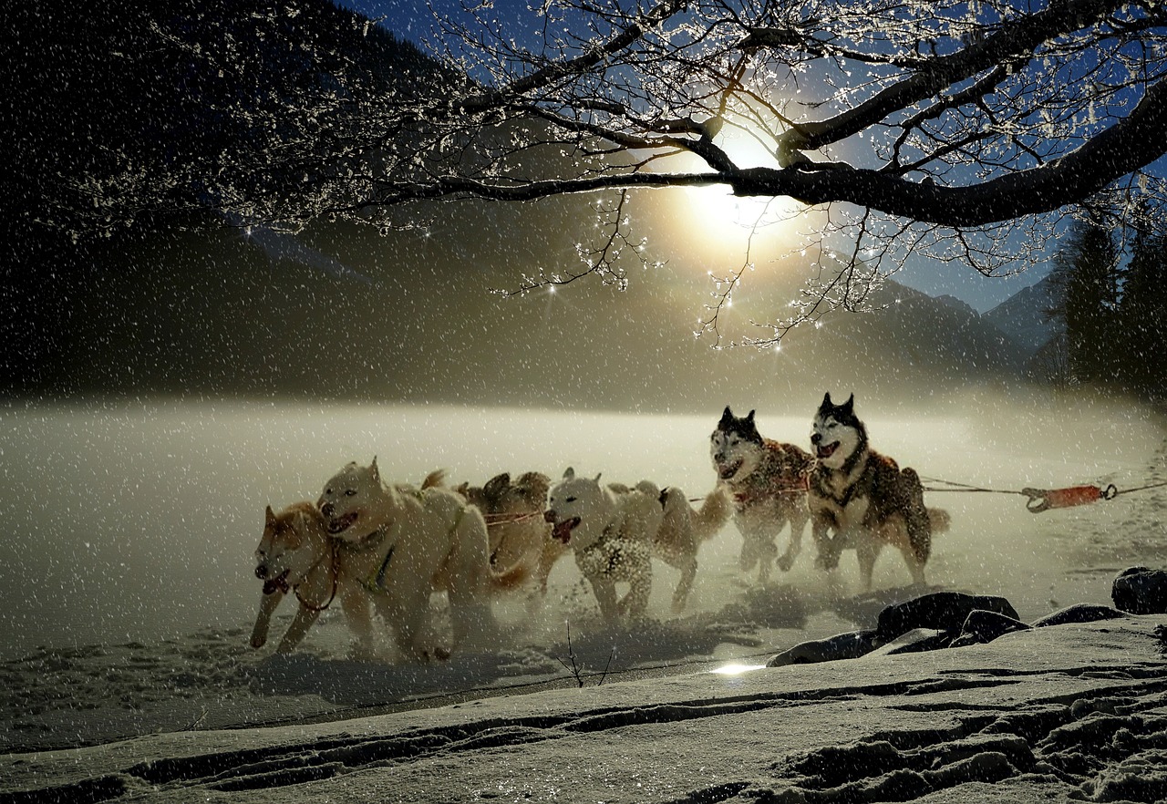 Siberian Huskies pulling a sled through a winter wonderland, with sparkling ice-covered trees and sunshine casting a warm glow.