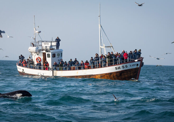 Snæfellsnes Peninsula Grundarfjörður Whale Watching Boat 1